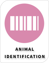 BiosebLab - Categories - Animal identification