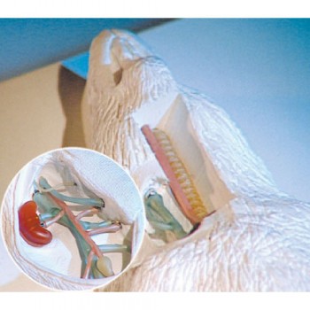 Pièce détachées pour MD-PVC-RAT micro-chirurgie