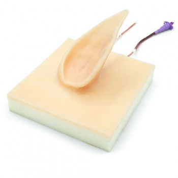 Simulateur de veine d'oreille de cochon