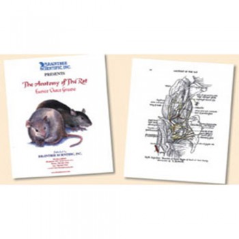 Anatomy of the Rat
