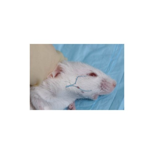 Goldenrod Animal Lancet